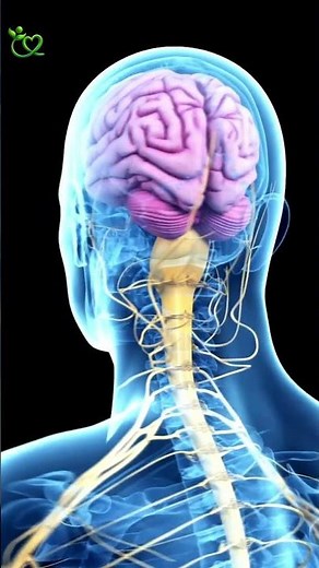 Gentle Exercises to Help Prevent Stroke For Adults