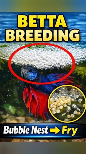 Betta Fish Breeding in 20 Seconds 🤯 | Bubble Nest to Babies