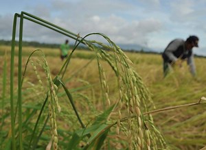 Filipino farmers facing a fertilizer crisis