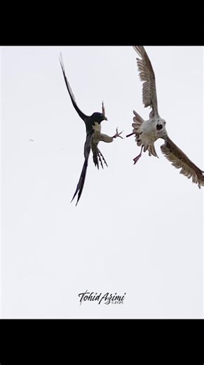 Peregrine Falcon attacking a Gull that got too close to her nest....#falcon #peregrinefalcon