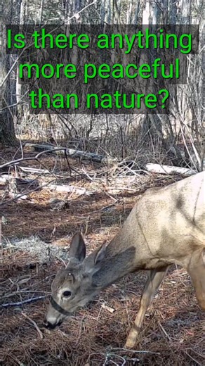 Is There Anything More Peaceful Than Nature? | Deer in the Winter Swamp