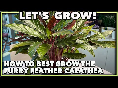 CALATHEA