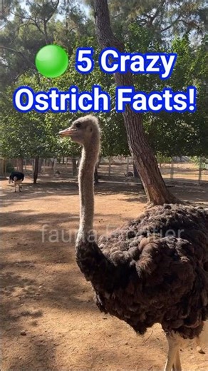 5 Crazy Facts About Ostriches You Won’t Believe!
