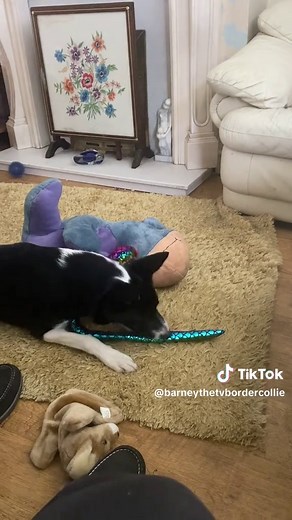 Barney's Hilarious Reaction to a Sneaky Snake