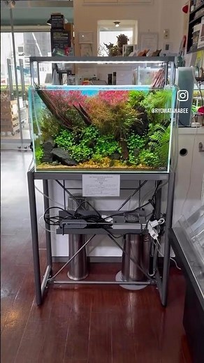 Vibrant 2ft Nature Aquarium with Glowlight Tetras!