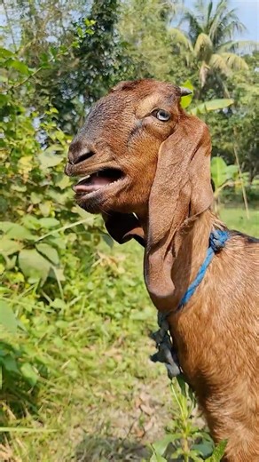 Female Goat Sounds, Real Goat Bleating Sound Part 5 | Shariful’s Goat