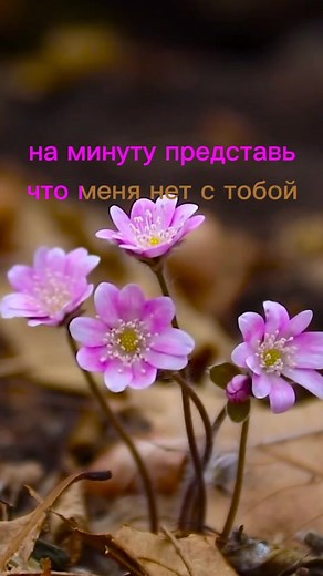 Discover Beautiful Pink Flowers in Nature
