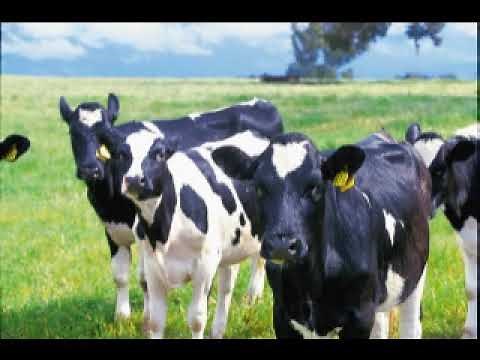 The Story of Sittingbourne