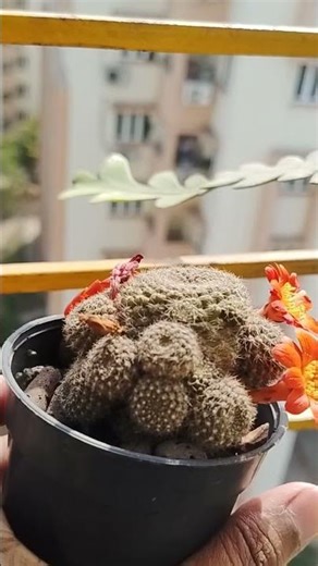 Care tips#cactusflower #cactus #krainz' Crown