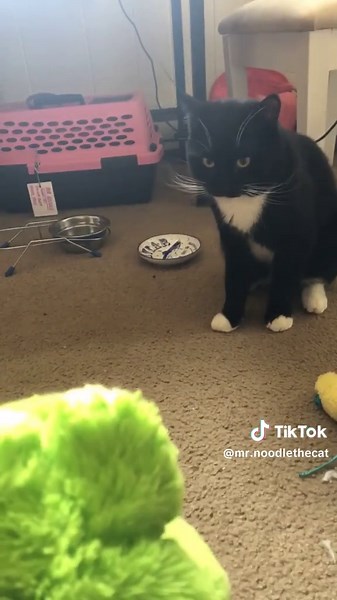 Funny Cat Moments That Will Make You Smile