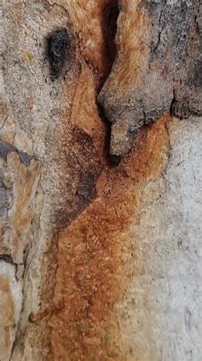 Beneficial property of eucalyptus sap | insect pest repellent property of eucalyptus tree