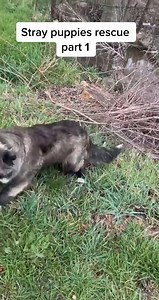 5.9K views · 227 reactions | Faith in humanity restored 梁 #dog #dogrescue #animalrescue #doglife #puppy #dogs #dogsofinstagram #storytime #foryou #viral | DOG Lovers | Facebook