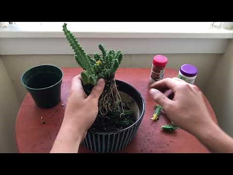 Let's Propagate: Lifesaver Cactus (Huernia Zebrina)
