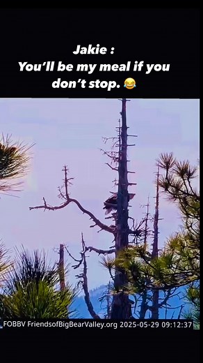 2.7K reactions · 54 shares | Hawk strafed Jackie. #birdsofprey #bigbearvalley #jackie #gizmo #sunny #shadowandjackie #bigbearbaldeagles #FriendsOfBigbearValley #FOBBV #bigbearmountain #BigBearLake #everyonefollowers #highlightsシ゚ #highlights >>> Original live video courtesy of FOBBV https://www.friendsofbigbearvalley.org/ | Aï Rÿn | Facebook