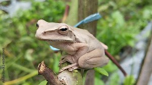 The striped tree frog (Polypedates leucomystax), also known as the common tree frog or banana frog
