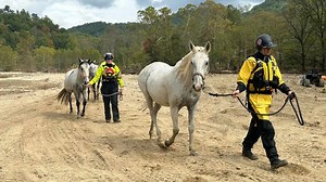 Over 20 horses saved after being trapped in Black Mountain