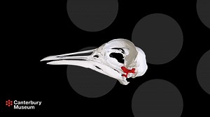 Masked Lapwing Vanellus miles miles Skull - 3D model by Canterbury Museum (@canterburymuseum)