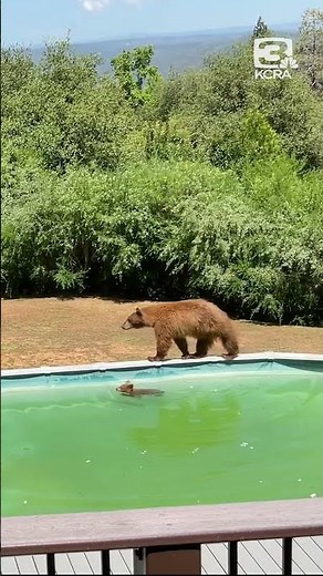 California bear cub gets a swimming lesson in a pool