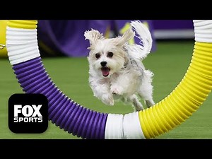 Best of 2026 Masters Agility Championship 🐶 Westminster Dog Show