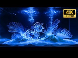 🌊 Live Aquarium Cam 4K | Peaceful Fish Tank Ambience with No Distractions