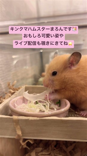 ハムスターたちのおやつ34 #hamster #キンクマ #キンクマハムスター #ハムスターのいる生活 #かわいい動物 #小動物 #おもしろ動画