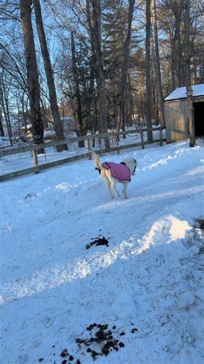 Poor baby Zoe needs her big field back #zoomies #babyanimals #shenanigans #fyp #cute