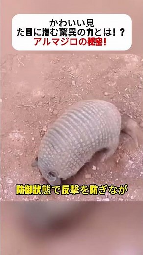 かわいい見た目に潜む驚異の力とは！？ アルマジロの秘密！ #アルマジロ #防御力 #野生動物 #自然観察 #小型哺乳類