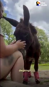7.3M views · 122K reactions | 28-year-old rescue donkey caught on camera doing the wildest thing at night! | The Dodo | Facebook