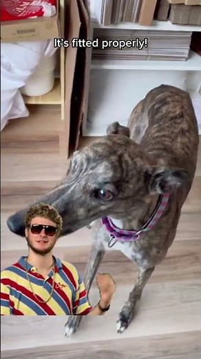 How to fit a martingale collar on your dog