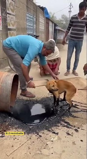 Dogs Trapped in Tar Rescued by Strangers #rescue #animals #heroic