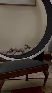 New kitten Sheila loving the Cazami cat wheel A new shipment of cat wheels arrived to UK today. Split payment options available Deposit of £74 Balance of £370 to be paid in 1 or 2 payments to complete by 1st December. Colour options Red, Black, Teal green Our wheels are correctly sized not to risk compression of the cats vertebrae. Constructed from quality materials and intelligently designed our wheels won't tip over or spin off the base when in use like cheap wheels are known to, risking injur