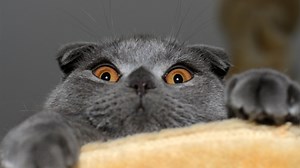 盘点全网最火的10大猫meme原型，快来看看你刷到过哪几个？#搞笑萌宠#搞笑表情#沙雕宠物