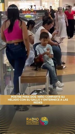 Postre para dos: Niño comparte su helado con su gallo y enternece a las redes