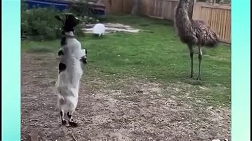 TEMP_TRIM_1758862830865.mp4