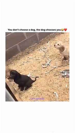 Flick.Pagess on Instagram: "🐾 Dog Love Genre: Family, Comedy, Heartwarming Runtime: 1h 25m Rating: ⭐️ 8.2/10 📖 Overview: Dog Love is a heartwarming story about the bond between humans and their furry best friends. From playful adventures to tender moments, it shows how dogs bring joy, laughter, and unconditional love into our lives. Perfect for anyone who believes that love has four paws. ❤️ Why It’s Loved: • Adorable dogs stealing every scene • Wholesome, feel-good story for all ages • Moment