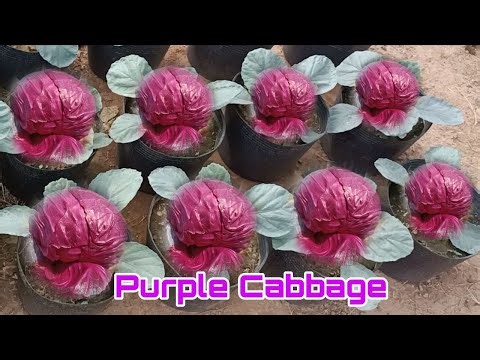 How to Grow Purple Cabbage in Pots at Home, Seeds to Harvest Easy for Beginners