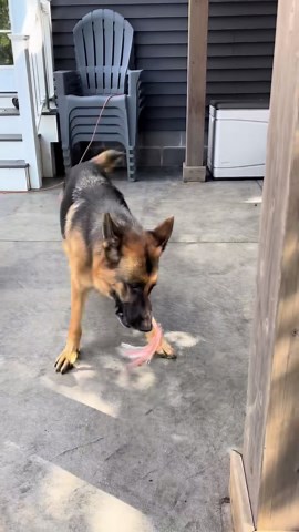 Her Favorite Way to Play Fetch – Adorable Dog Moments