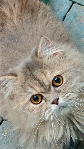 😺💞cat love❤️‍🔥🧿#kgfchapter2 #movie #love #kgf #kids #catvideos #cat #catlife#instagram #persiancat