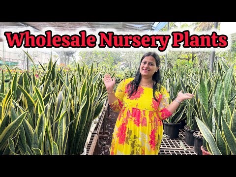 Best nursery in bangalore for plants | Indoor & Outdoor plant Nursery Tour