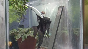 These are a young 50% wild Peruvian black lace pair. #1600 now available on our site. | Angels Plus