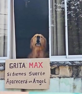 658K views · 41K reactions | #ViralEnRedes A veces la vida nos sorprende con detalles que roban sonrisas. Una mujer leyó un cartel casero en una ventana que decía: “Gritá Max, si tienes suerte aparecerá un ángel”. 來 Y sí… ¡apareció Max! ❤️ | Televisión Tabasqueña | Facebook