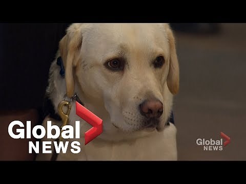 George H.W. Bush's loyal service dog 'Sully' visits his casket