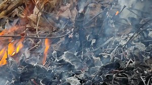 Download Burning leaves and branches, fire close-up, bonfire. Forest fires. Problems of ecology. for free