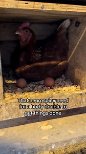 You absolutely don’t need one nesting box per chicken. Chickens prefer to share. A used nesting box means it’s a safe nest box and therefore everybody wants to use the used box. Check out our Quickstart your chickens guide on TheLittleRedFarm•com | The Little Red Farm