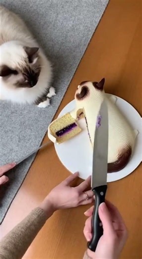 Cutting a Ragdoll cat cake beside a real Ragdoll cat — unexpected reaction