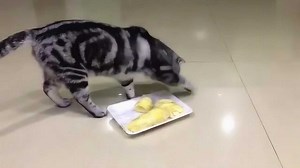 刚买的榴莲给猫咪闻了一下，没想到反应这么大，让我情何以堪！