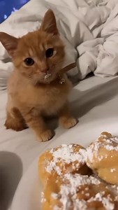 1.4K views · 47K reactions | Caught in the act #cat #kitten #cutecat #funny #funnycat #cats #cute #animal #fyp #CatsOfInstagram #CatLover #MeowMonday #CatLife #KittyLove #CuteCats #CatsofWorld #InstaCat #FelineFriends #Purrfect #CatNap #KittenLove #CatsofIG #WhiskerWednesday #CatPhoto #CatCuddles #FurryFriends #CatFamily | CatDog TheBest | Facebook