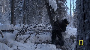 Kaleb Rowland cuts down dead standing trees for winter firewood for his family. New episodes of #LifeBelowZero and Next Generation air Tuesdays starting at 8/7c on National Geographic. | Life Below Zero