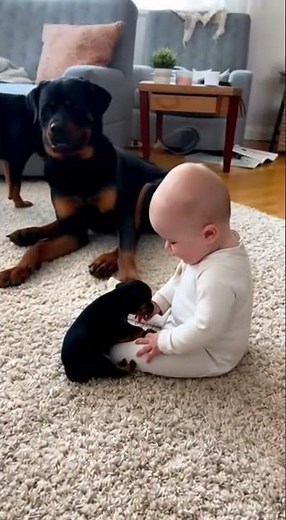 A Rottweiler mother gave her puppy a "mini" gift, and the puppy's reaction was so heartwarming! 🥰