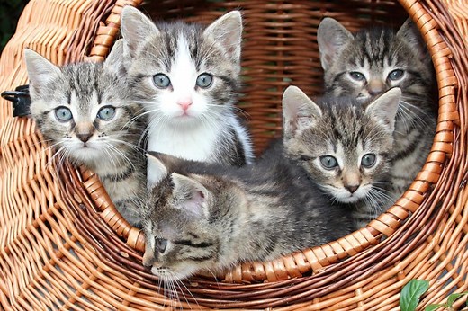 ¿Cuánto vive un gato doméstico y uno callejero?